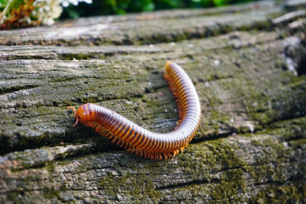 red millipede
