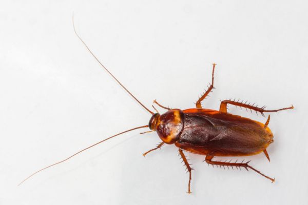 American cockroach on white background