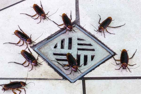 Cockroaches near shower drain