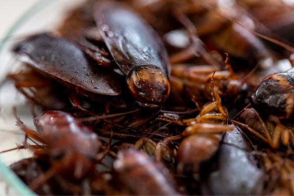 Bunch of cockroaches together
