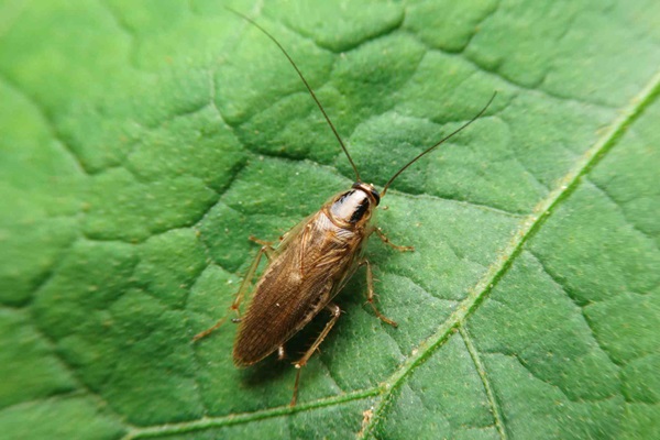 Asian Cockroach