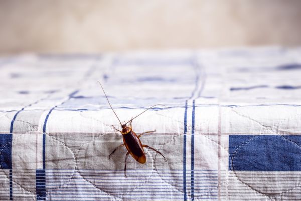 cockroach crawling on bed