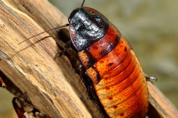 Cockroach crawling on wood