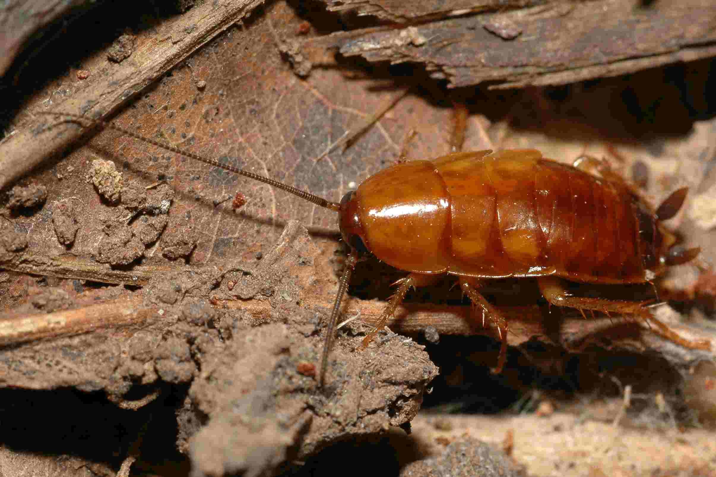 Florida woods palmetto cockroach