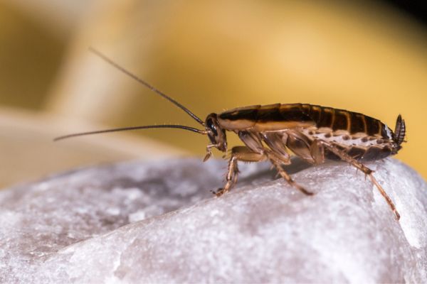 Cockroach from the side