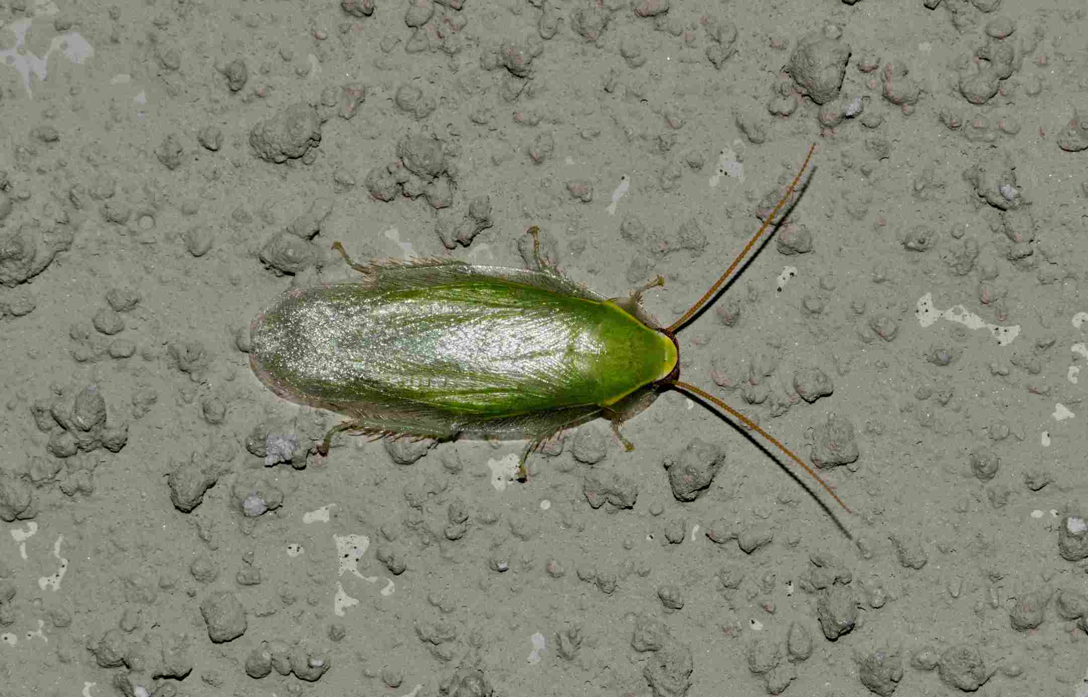 Green Cuban cockroach