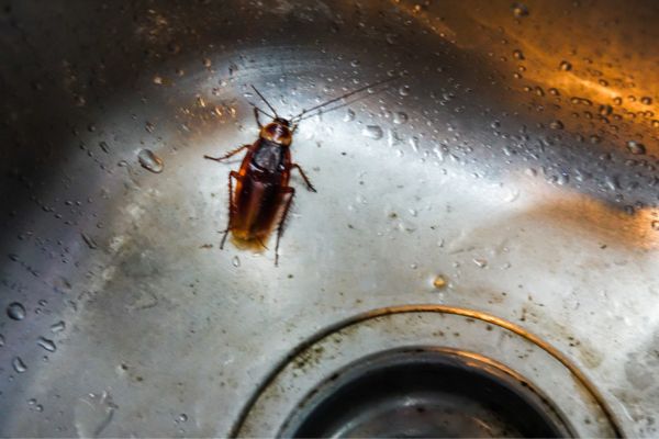 Cockroach in the sink