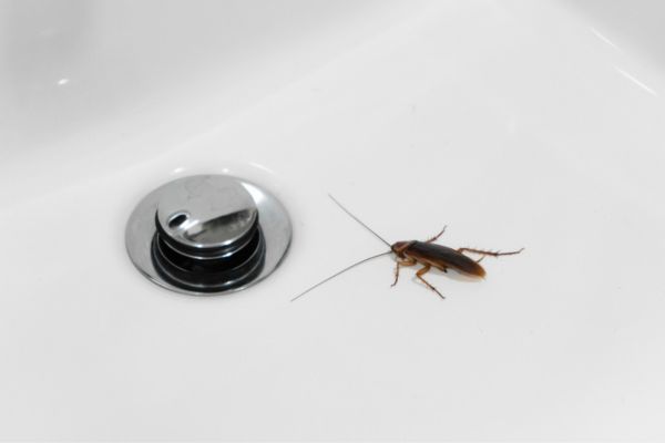 Cockroach in the sink