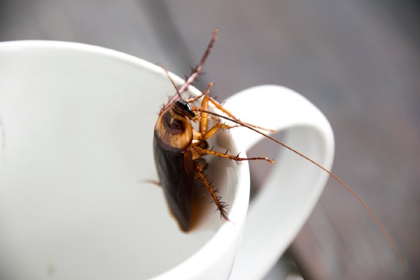 Cockroach on mug lip