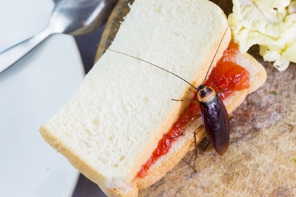Cockroach on peanut butter jelly sandwich