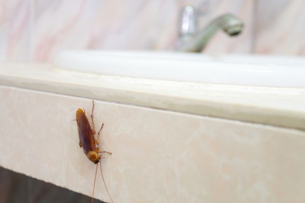 Cockroach on sink