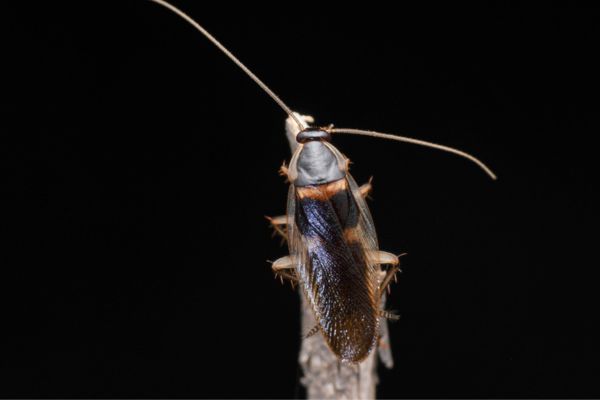 Cockroach image upclose