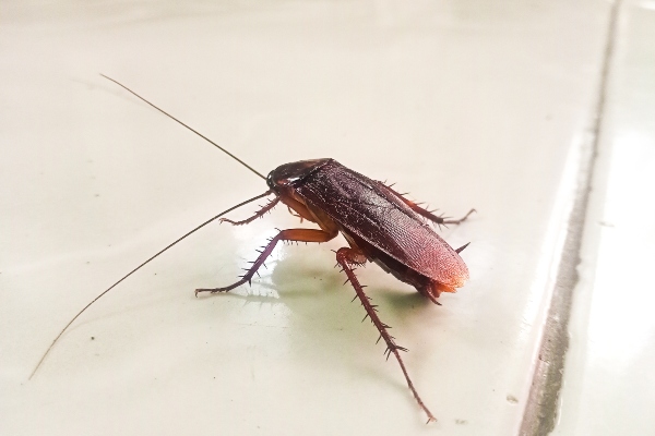 Cockroach