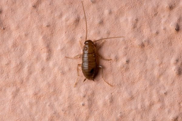 baby cockroach
