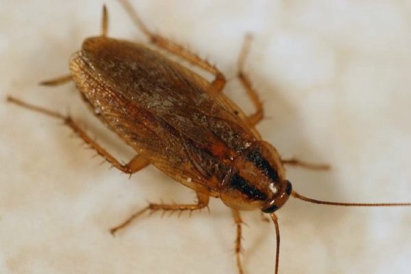 German Cockroach
