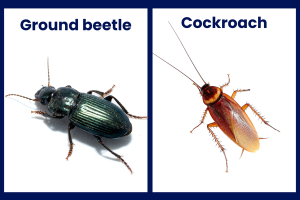 Ground beetle vs cockroach comparison