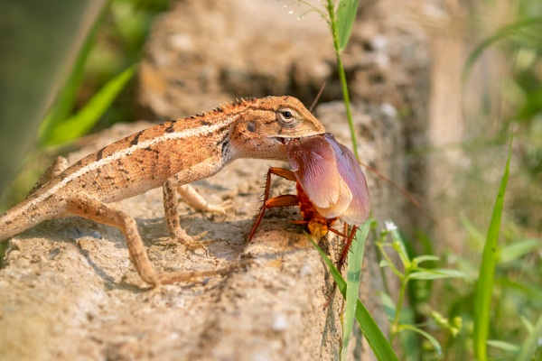Lizard eating cockroach