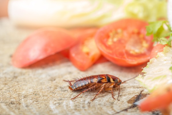 Cockroach on surface next to food