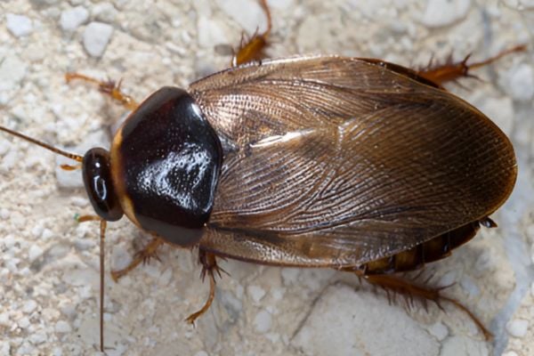 surinam roach