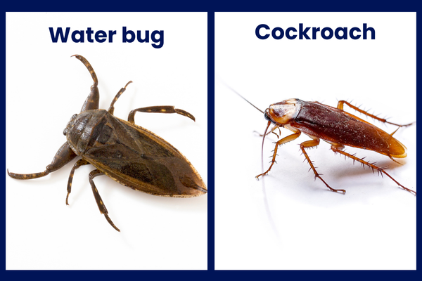 water bug and cockroach side by side comparison