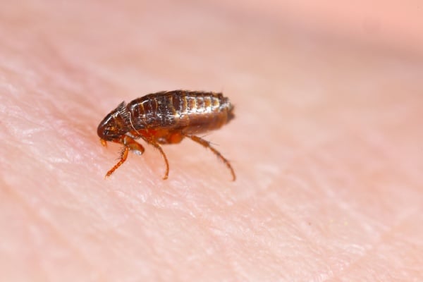 Flea on human skin