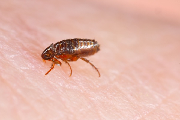 Flea on human skin