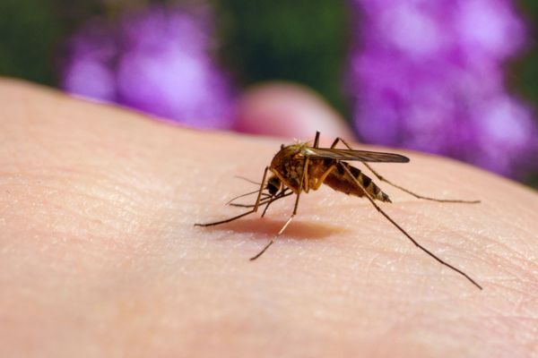 Mosquito biting human skin