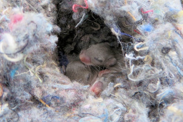 Baby mice in nest