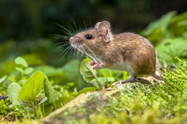 Field mouse