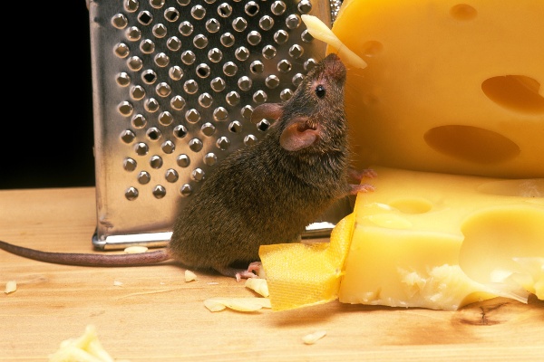 Mice eating cheese