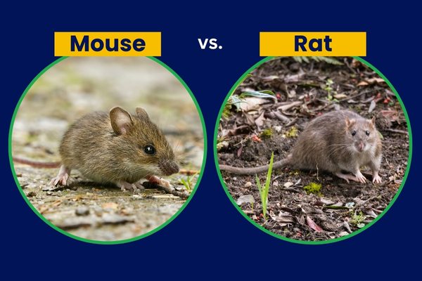 Mouse vs Rat