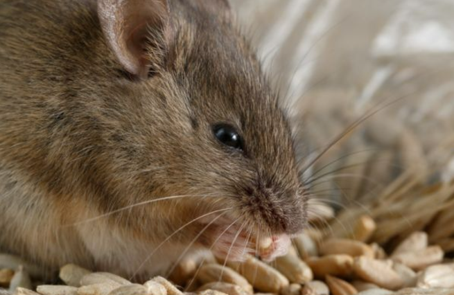 Rodent eating