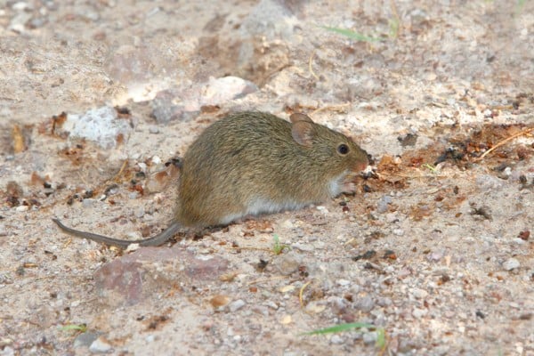 Pack Rat Woodrat