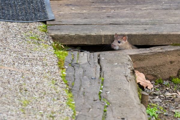 potential entry spot for rodent