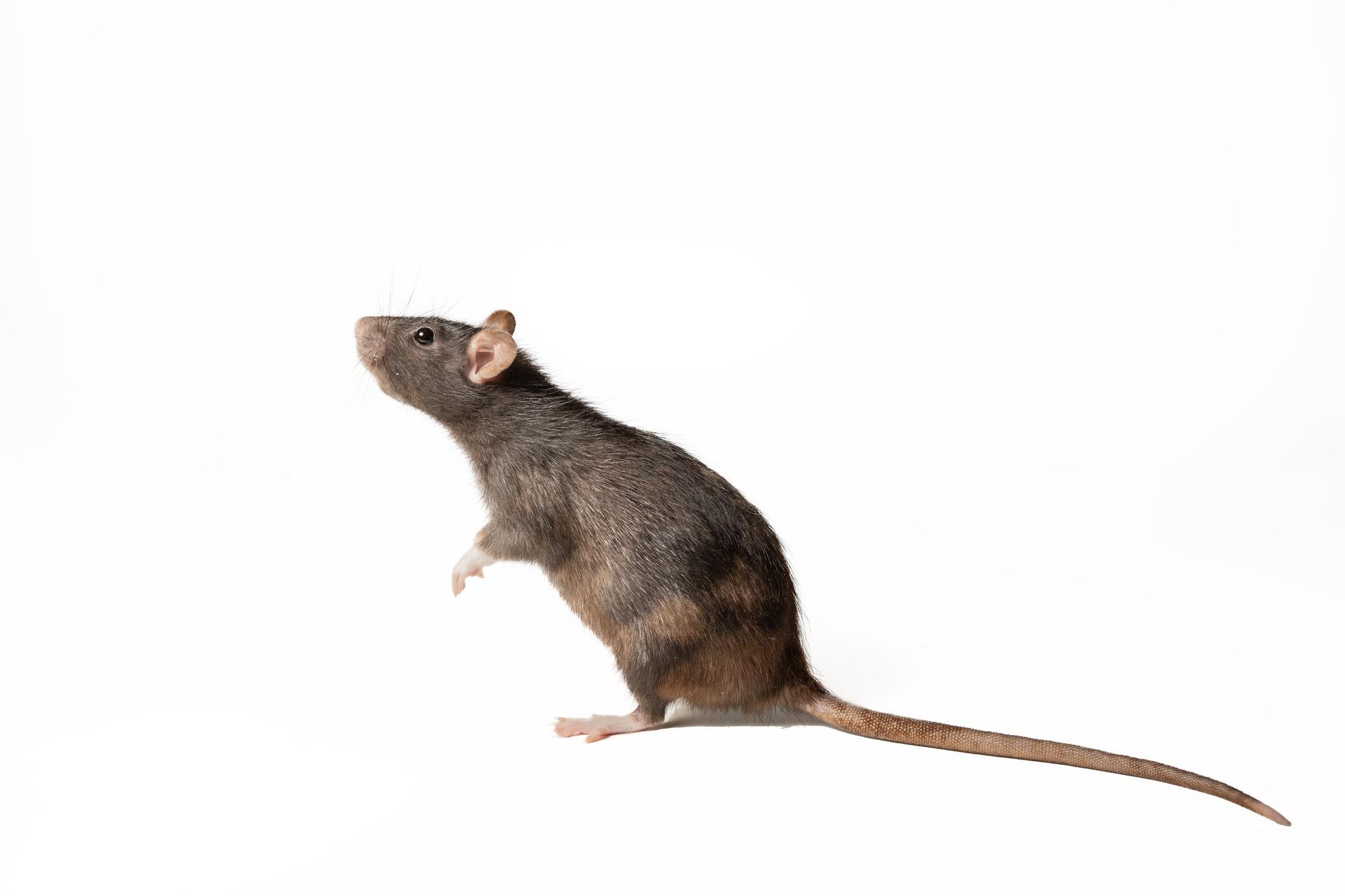 roof rat