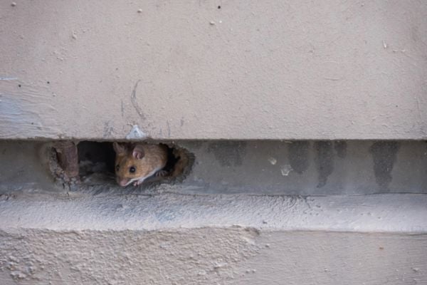 rodent hiding in hole in foundation