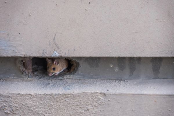 rodent hiding in hole in foundation