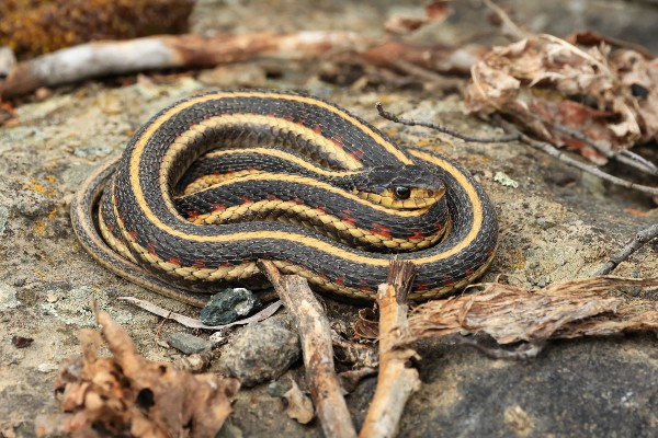 Garter snake