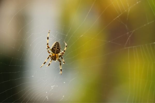 Spider on spider web