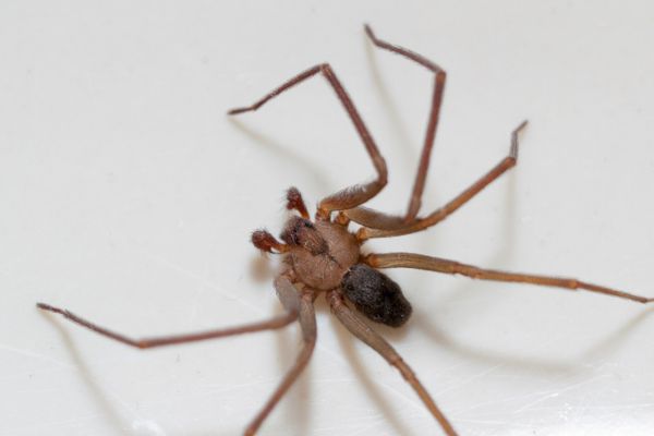 Spider on white background