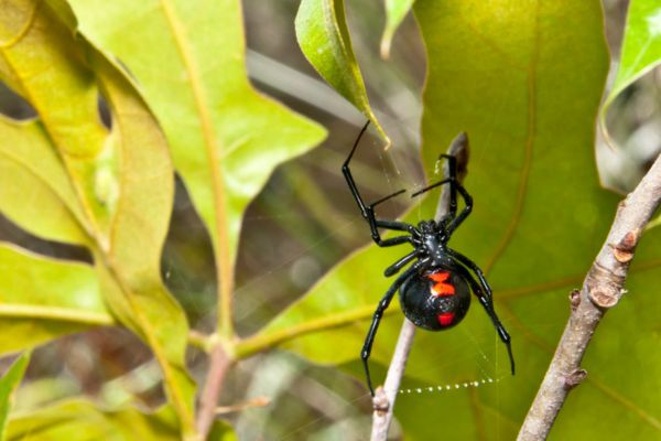 Black widow spider making web