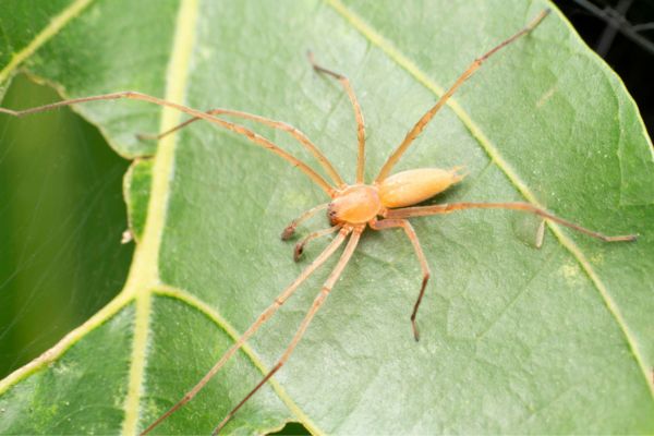 Yellow spider on a leaf upclose