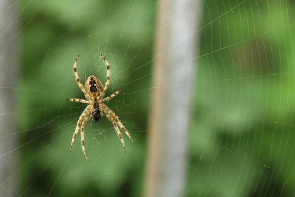 Adult spider