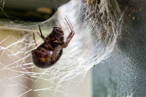 Black spider on web