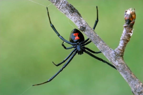 black widow spider hourglass mark