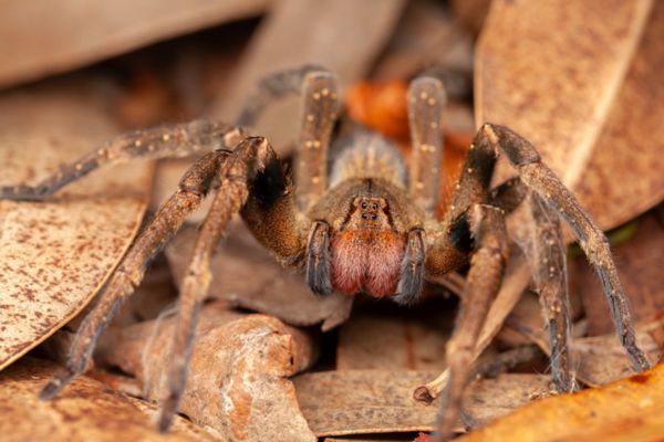 Brazilian wandering spider