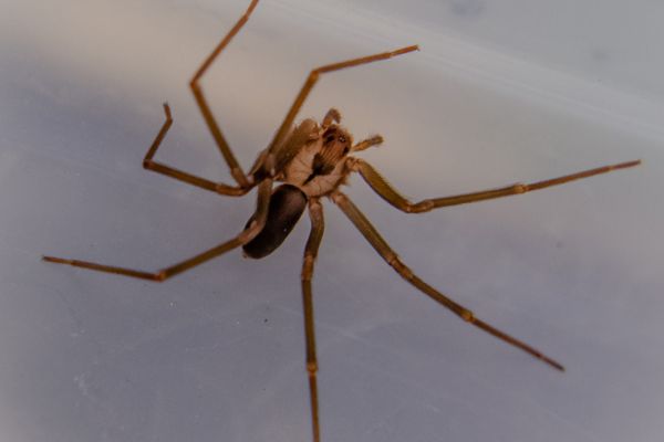 Brown recluse spider