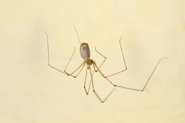 Cellar spider in home