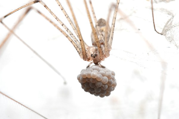 Cellar spider protecting eggs