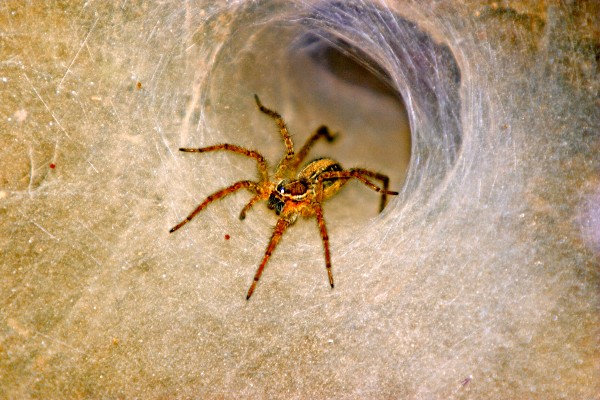 Funnel web spider in web